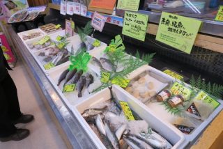 ようやく本命のお魚たち